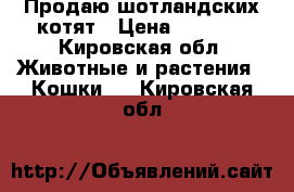 Продаю шотландских котят › Цена ­ 2 500 - Кировская обл. Животные и растения » Кошки   . Кировская обл.